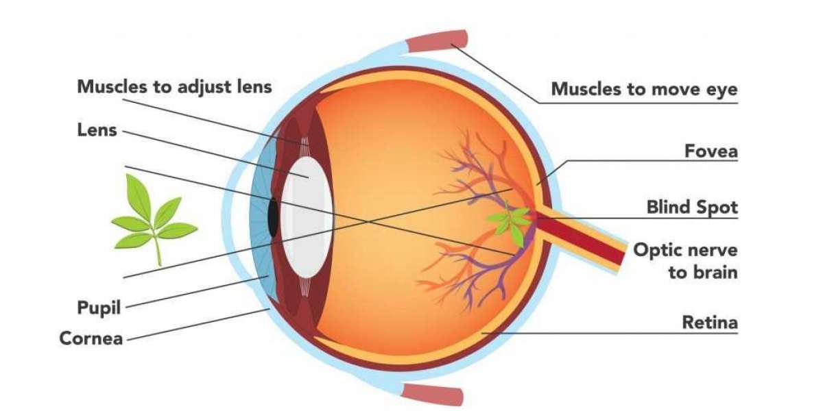 Macular Degeneration Operations: Perplexed By What Is At Hand?