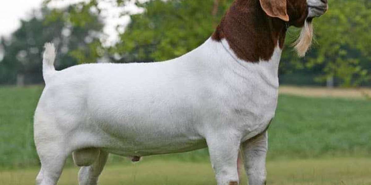 Raising a Boer Goat