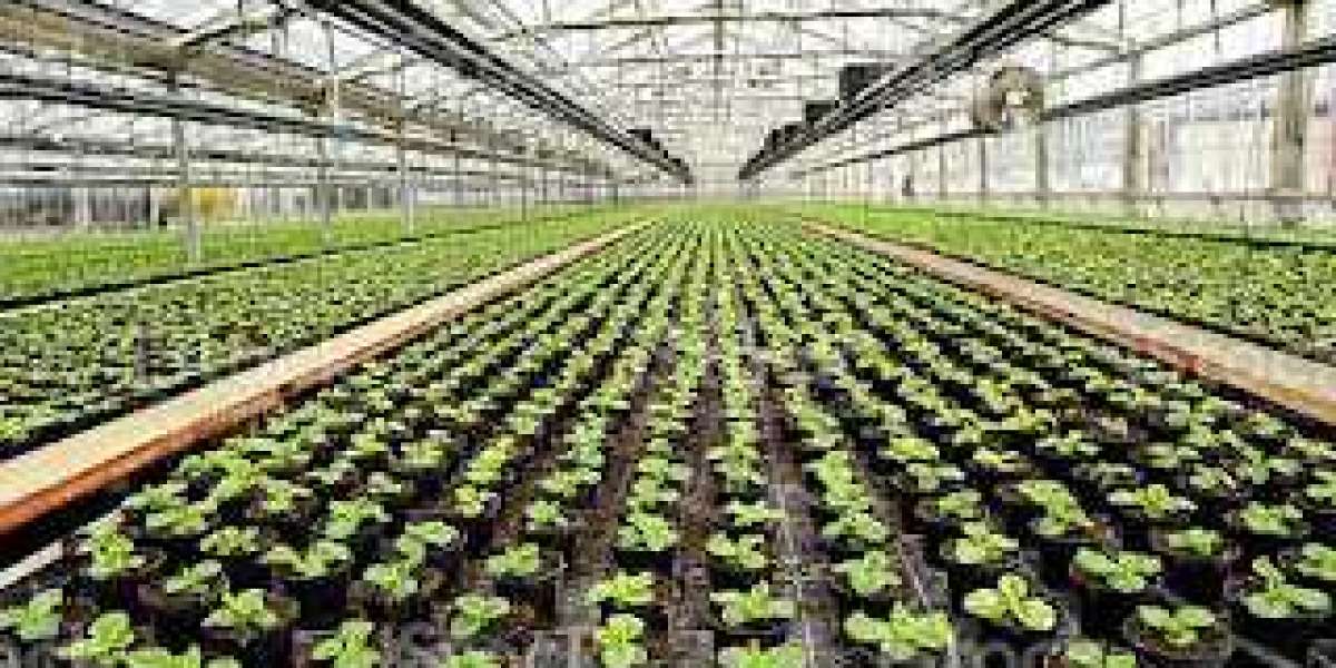 The commercial Greenhouse Market Future Demand, Top Players, Opportunities, Revenue and Growth Rate Through 2028