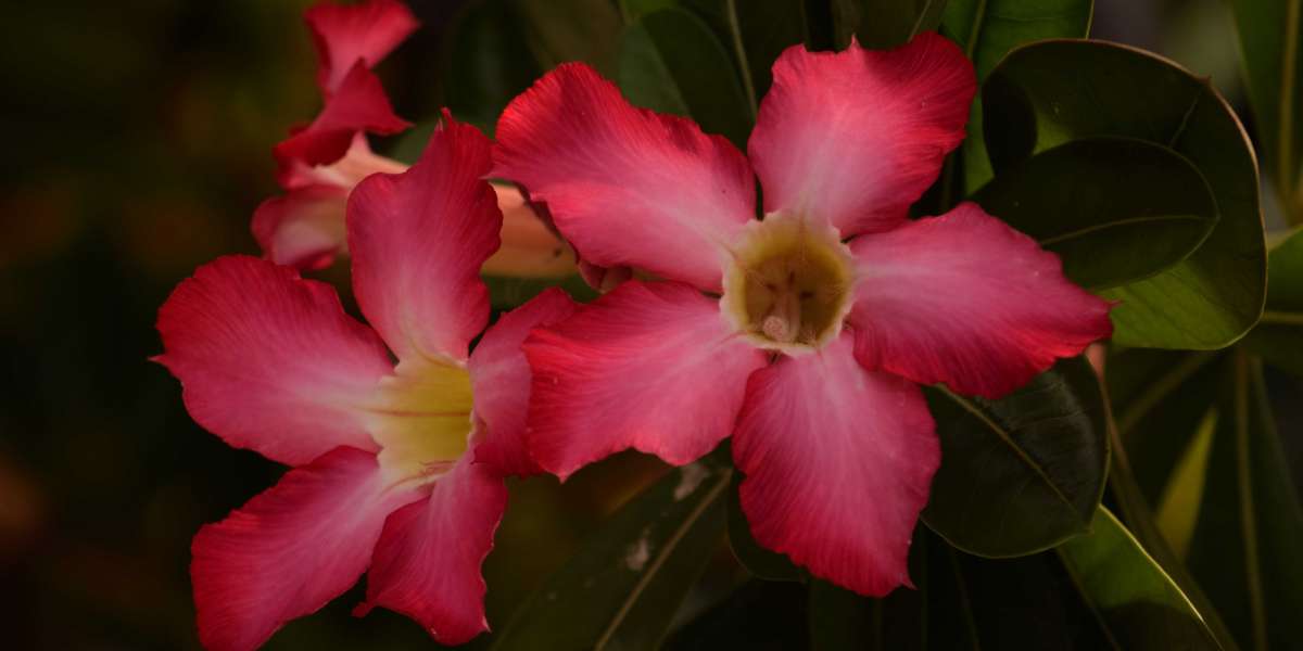 How to grow and care for Adenium Obesum Desert Rose
