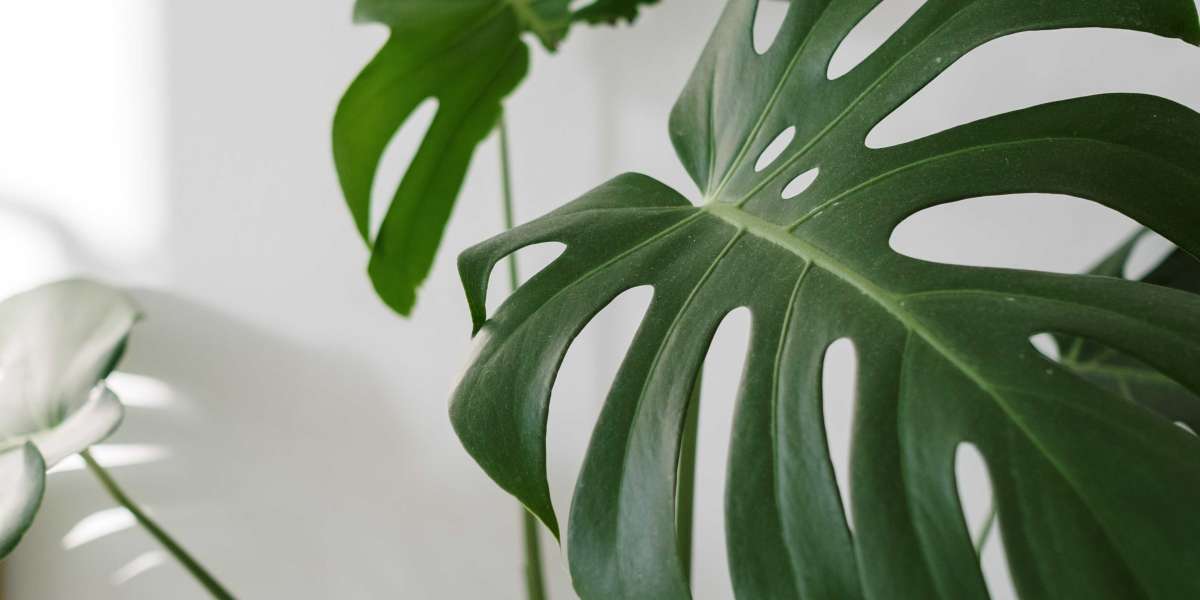How to Grow and Care for a Monstera Deliciosa Plant