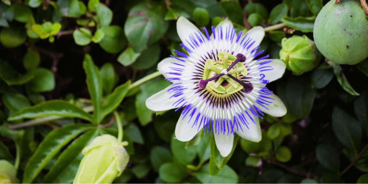 Conventional Passion Flower Extracts Market Detailed Summary, Industry Size and Future Growth Prospects To 2027