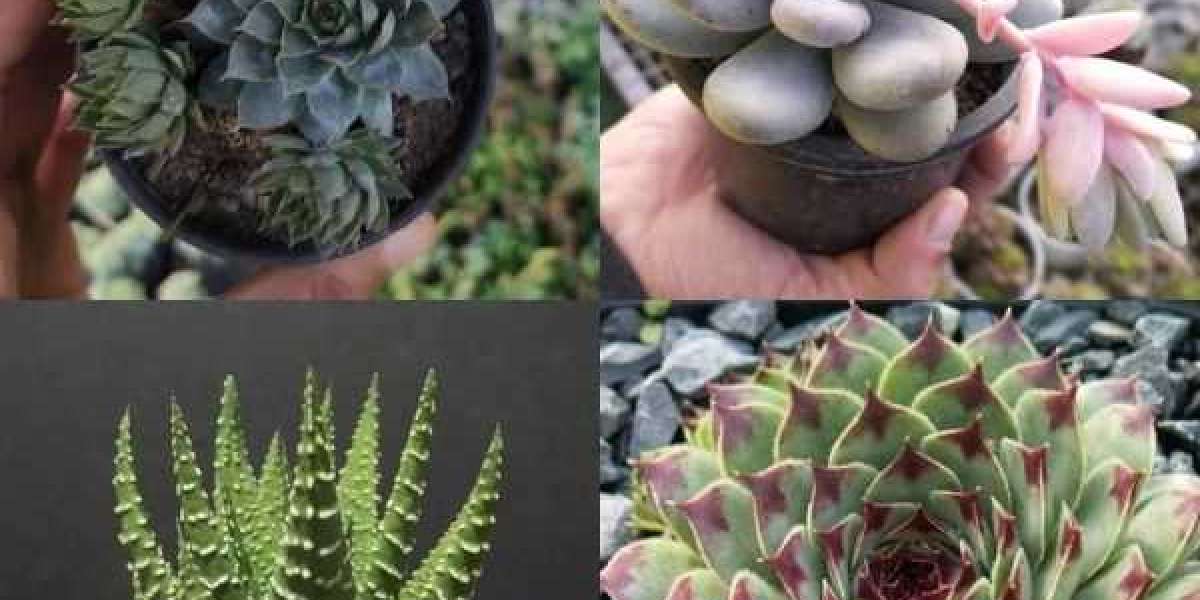 Bulls Succulent Plant Market Growth Outlook, Opportunities and Forecast 2027