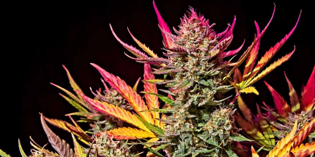 The Legendary OG Kush Strain: A Potent and Classic Indica