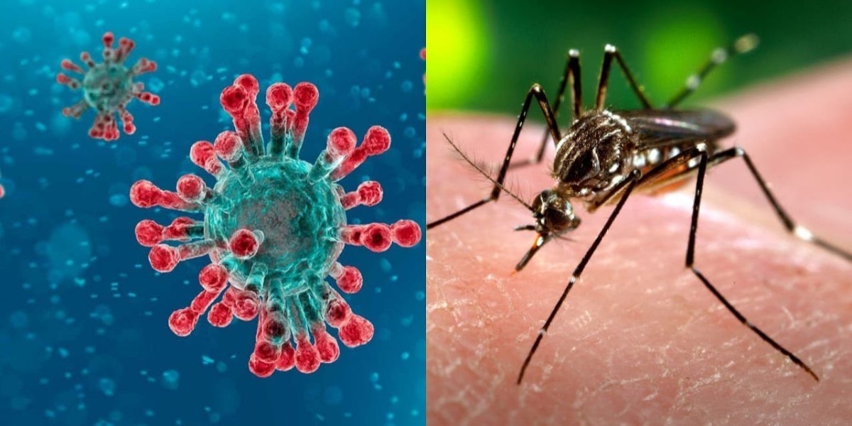 The Global Chikungunya Fever Market Share to Witness Many Developments during 2022 -2030; MRFR
