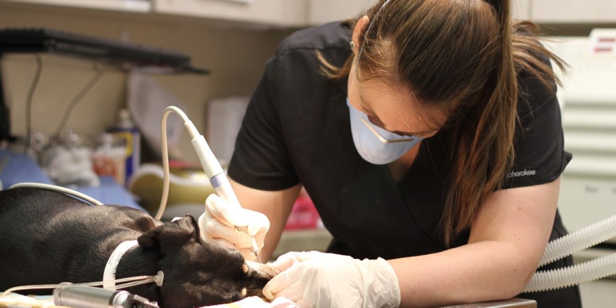 Veterinary Dental Equipment Market Outlook on Industry CAGR Value over the Forecast Period