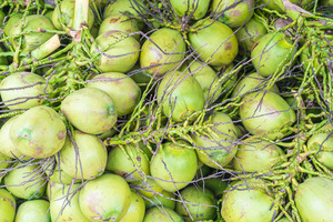 A Guide to the Top Tender Coconut Suppliers - WriteUpCafe.com