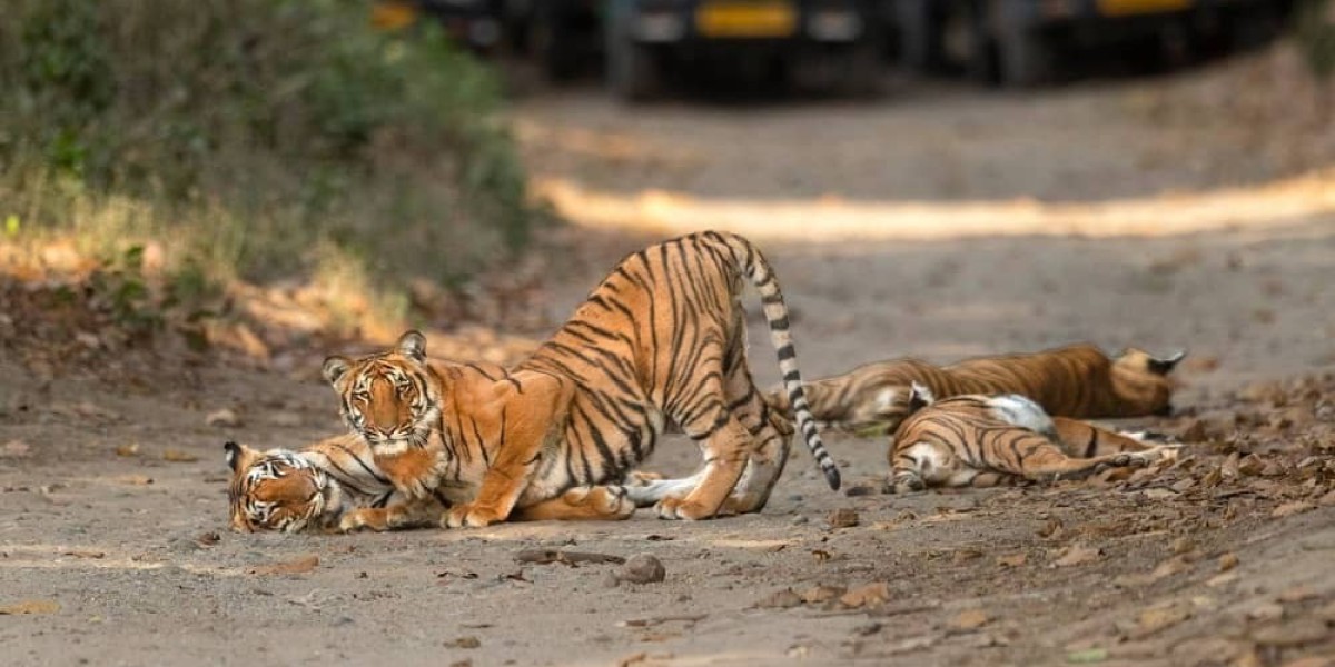 Best Zone for Tiger Sighting in Jim Corbett National Park