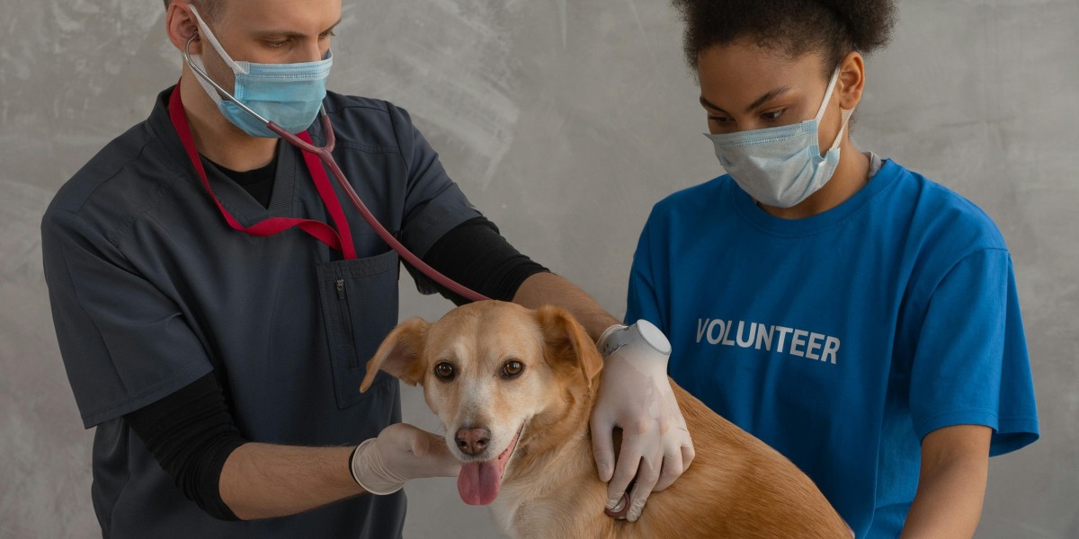 Embrace the Future of Veterinary Medicine: The Value of Vet CPD in the UK