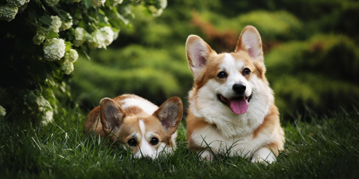 Unveiling the Enigma of Pembroke Welsh Corgi Long Hair: A Guide for Pet Enthusiasts