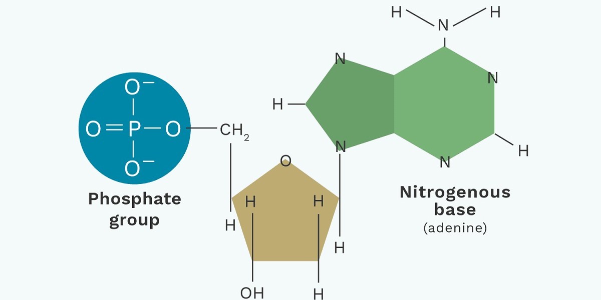 High-Purity Focus, Cost-Effective Production: Key Trends in the Nucleotide Market
